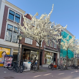 choorstraat in bloei